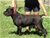 Ch. MASCALZONE LATINO - Triola Cane Corso